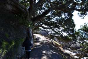 MT-MAUNGANUI(010)